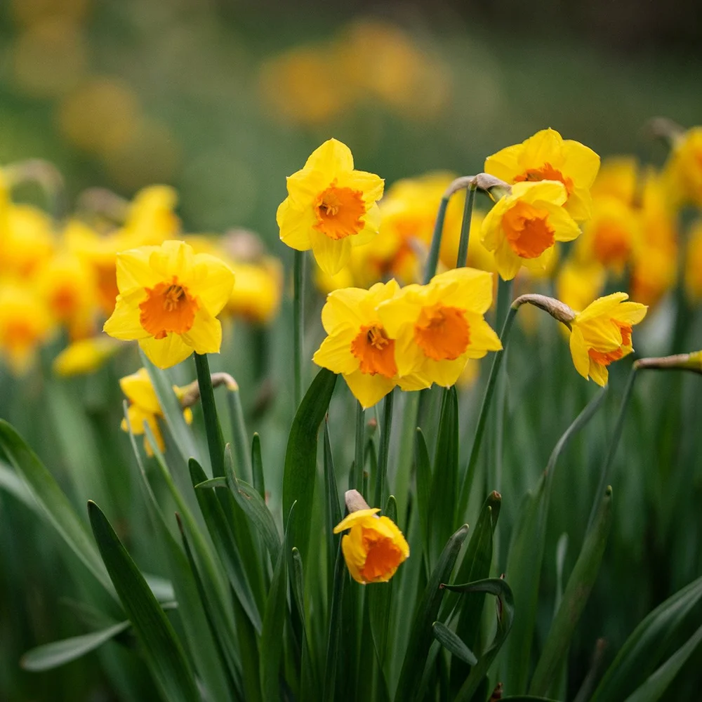 Daffodil