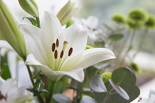 Lily
