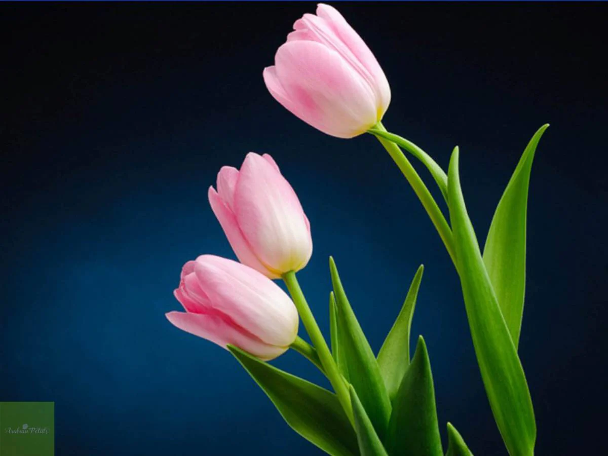 Tulip